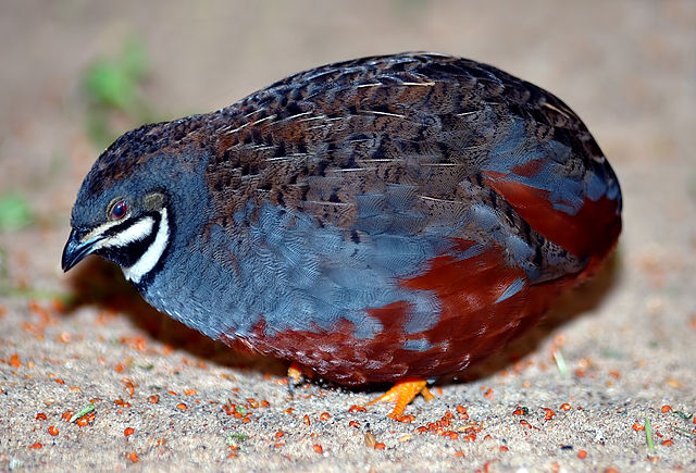 King Quail