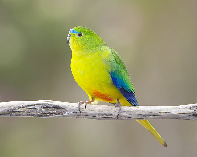 Phillip Island Tour Orange -bellied Parrot