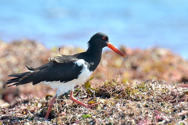 Oyster Catchers