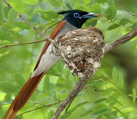 Paradise Flycatcher