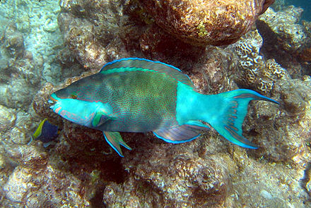 Parrot Fish