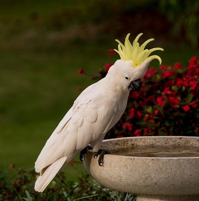 Sulphur-crested cockatoo