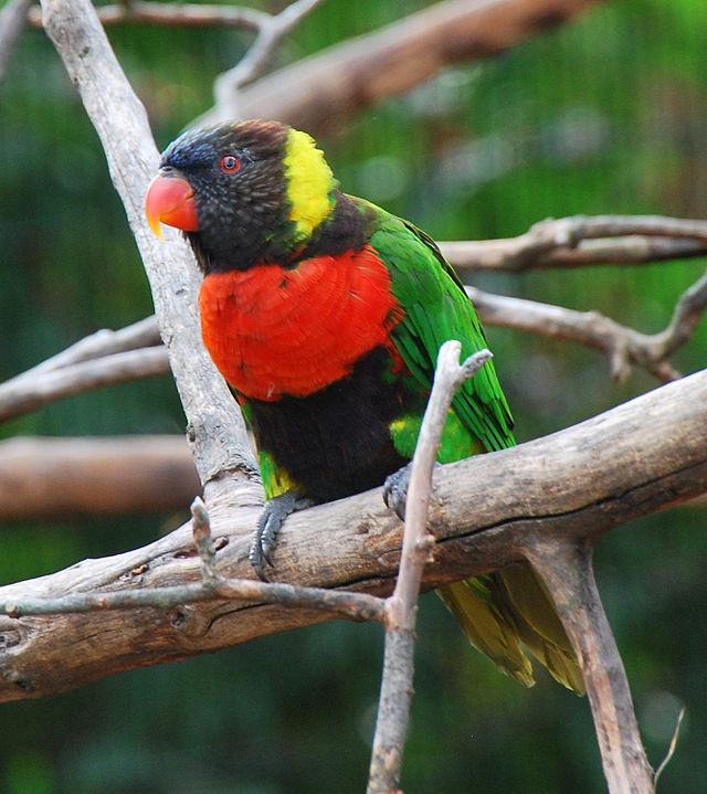 Sunset Lorikeet