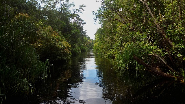 Tanjung Puting National Park