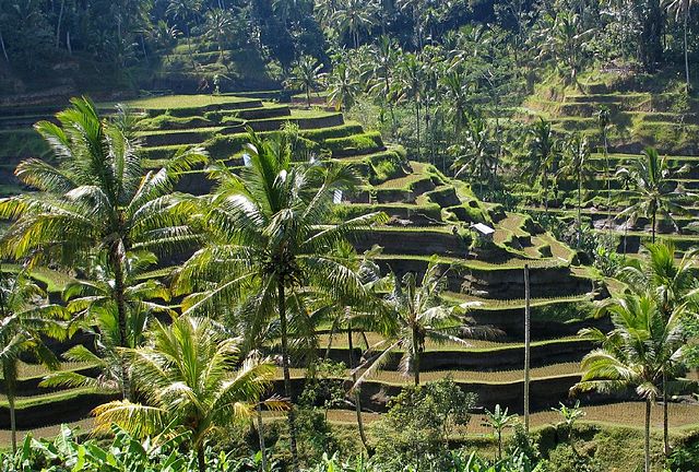 Tegalalang Rice Terrace