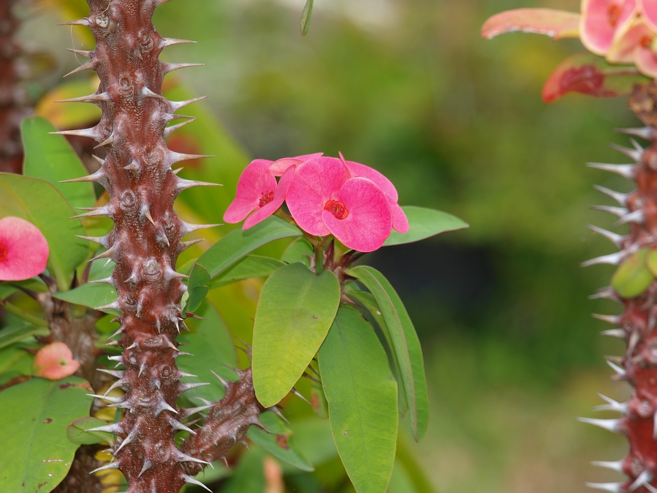 Thorns of Christ in ReUnion