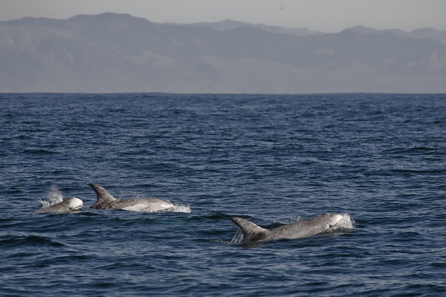 Whale watching