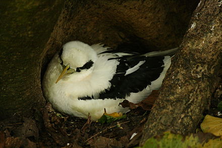 White-Tailed Tropic Bird