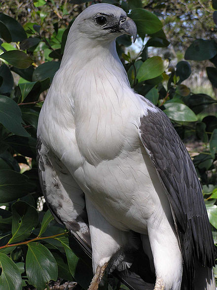 Phillip Island Tour White-bellied Eagle