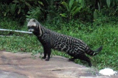 civet