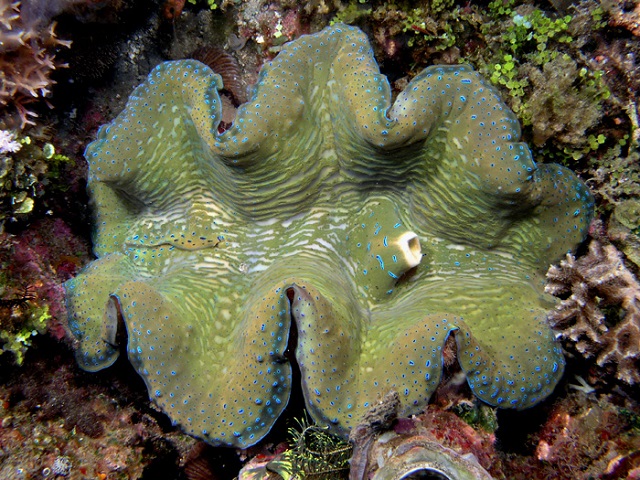 giant clams