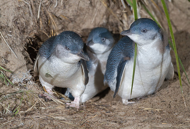 little penguins Phillip Island Tour