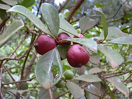 Chinese Guava