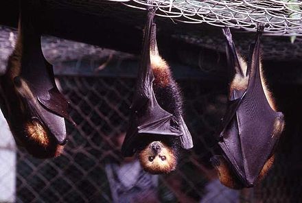 Mauritian flying fox