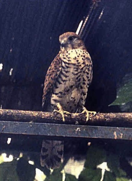 Mauritius Kestrel