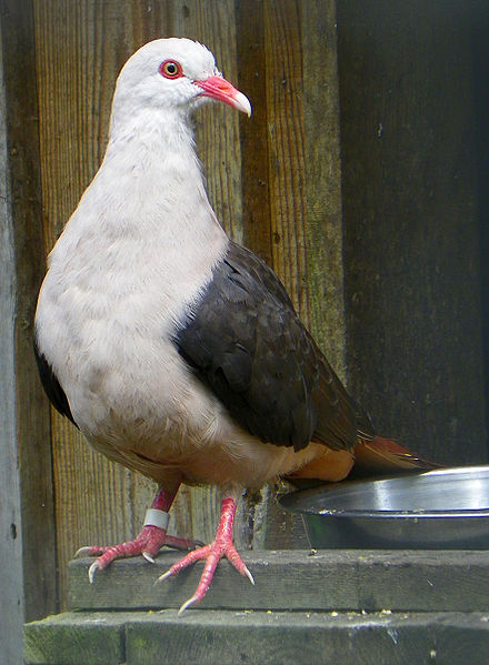Pink Pigeon-an endemic bird of Mauritius
