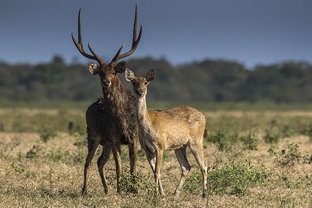 Rusa Deer