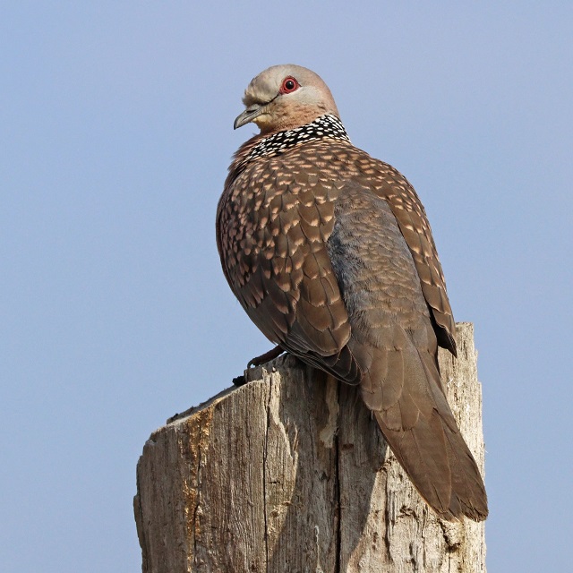 Spotted Dove