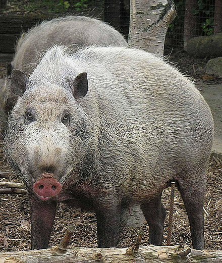 Wild Boar