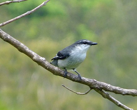 cuckoo shrike