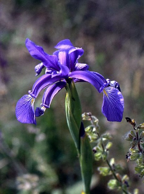 Blue-Iris flower
