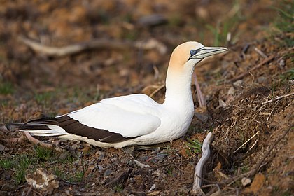 Australian Gannet