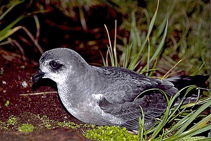 Petrels