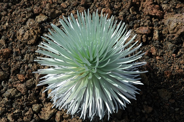 Silversword