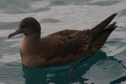 Sooty Shearwater