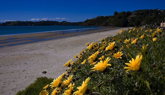 New Zealand Islands Waiheke Island