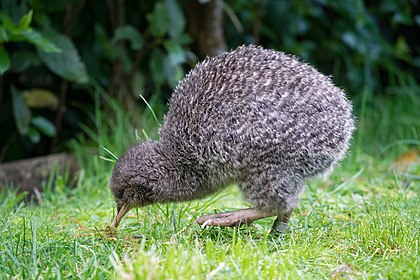 spotted Kiwi