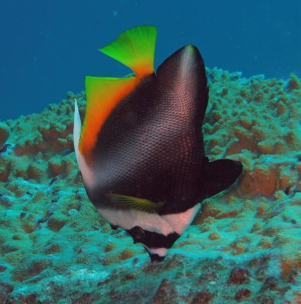 BannerFish