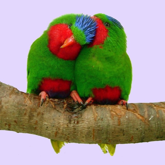 Blue-crowned Lorikeets