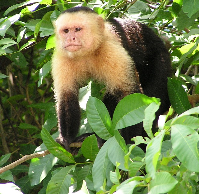 Capuchin, Corn Island
