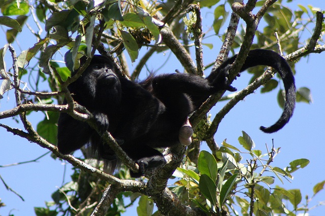 Mantled Howler