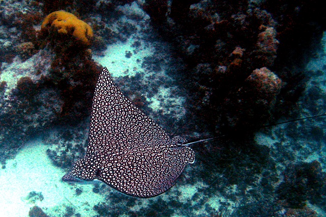 spotted eagle ray