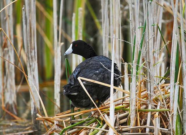 Caribbean Coot