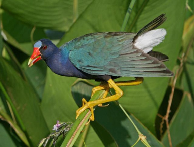 Purple Gallinules