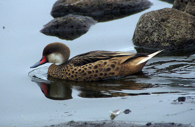 White-cheeked Pintails