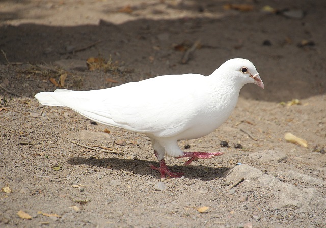 white dove