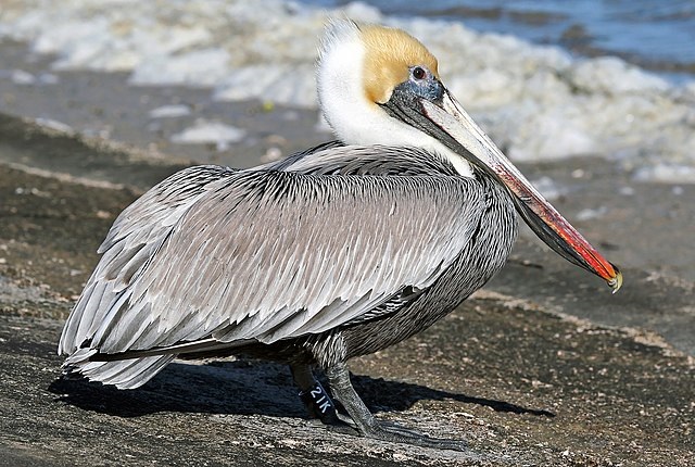 Frigatebird