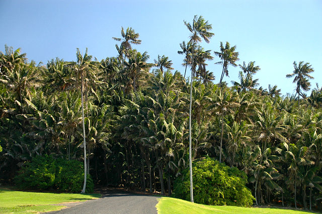 Lord Howe tropical island