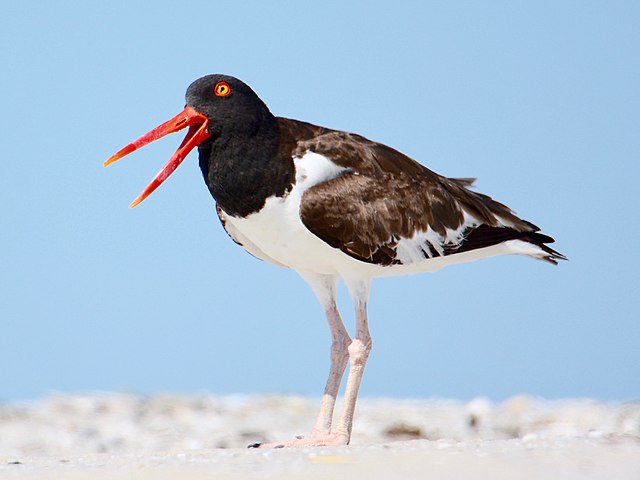 American Oystercatcher