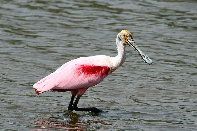 Roseate spoonbill