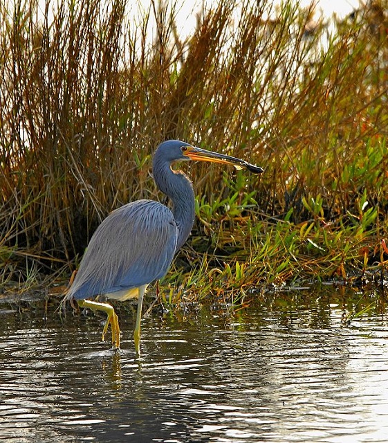 Tricolored Heron