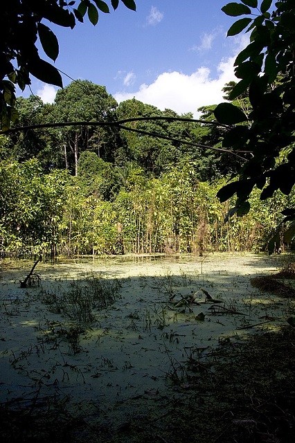 Zanzibar Island- Ngezi Forest