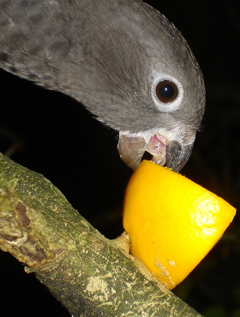 Black Parrot