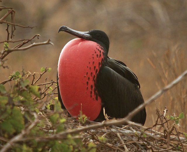 Frigate Bird