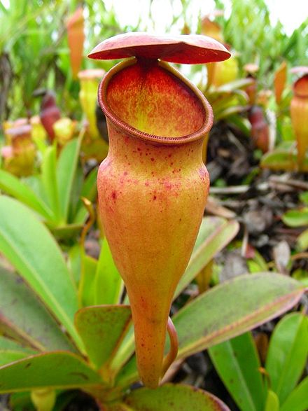 Pitcher Plant