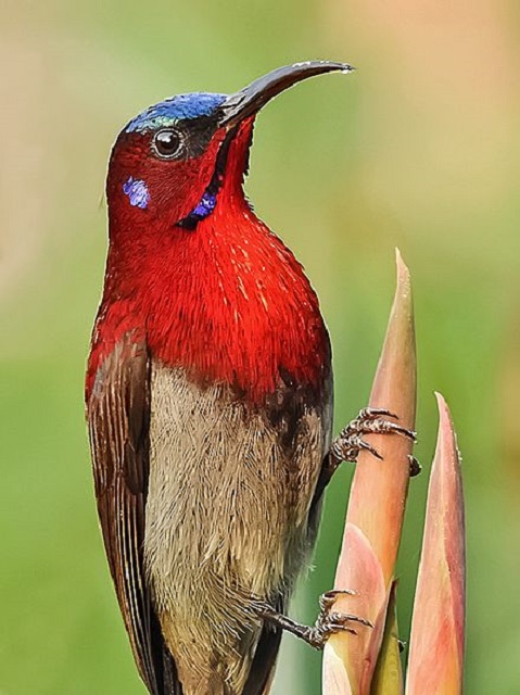 Rust-breasted Sunbird